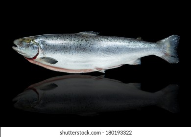 salmon fish against black background with reflection
