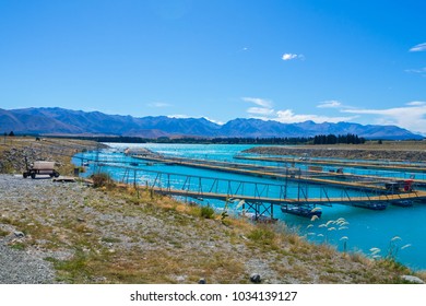 Salmon Fish Farm , South Island, New Zealand