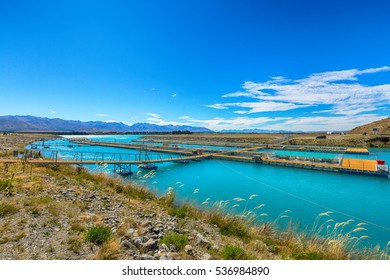 Salmon Fish Farm , South Island, New Zealand