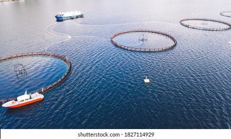 Salmon Fish Farming In Norway Sea. Food Industry, Traditional Craft Production, Environmental Conservation. Aerial View Of Round Mesh For Growing And Catching Fish In Arctic Water Surrounded By Fjords