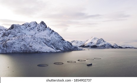 Salmon Fish Farming In Norway Sea. Food Industry, Traditional Craft Production, Environmental Conservation. Aerial View Of Round Mesh For Growing Fish In Arctic Water