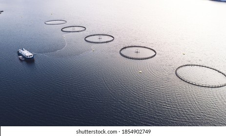 Salmon Fish Farming In Norway Sea. Food Industry, Traditional Craft Production, Environmental Conservation. Aerial View Of Round Mesh For Growing And Catching Fish In Arctic Water Surrounded By Fjords