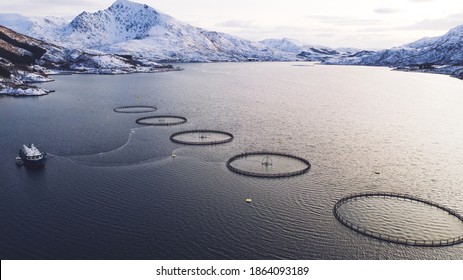 Salmon Fish Farming In Norway Sea. Food Industry, Traditional Craft Production, Environmental Conservation. Aerial View Of Round Mesh For Growing And Catching Fish In Arctic Water Surrounded By Fjords