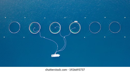 Salmon Fish Farming In Norway Sea. Food Industry, Traditional Craft Production, Environmental Conservation. Aerial View Of Round Mesh For Growing And Catching Fish In Arctic Water Surrounded By Fjords