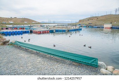 Salmon Fish Farming Pond On The Glacial Waters In Twizel Town Of South Island Of New Zealand.