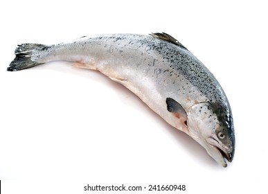 Salmon Fish In Front Of White Background