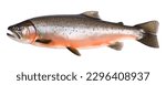 Salmon fish isolated On white background