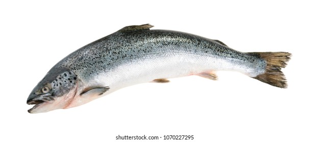 Salmon Fish Isolated On White Without Shadow