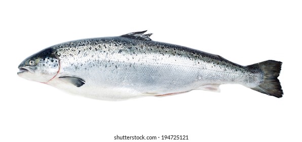 Salmon Fish Isolated On White