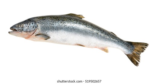 Salmon fish isolated on white without shadow - Shutterstock ID 519502657