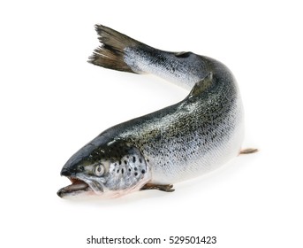 Salmon Fish Isolated On White