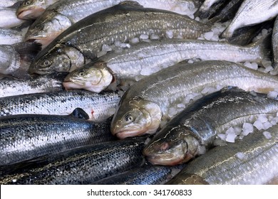 Salmon In A Fish Shop