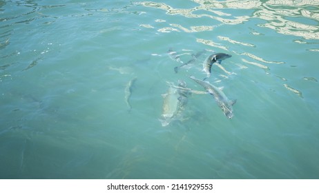 Salmon Fish Swimming Under The Surface Of Water 