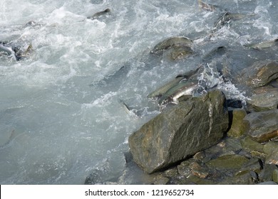 Salmon Fish Swimming Upstream In Valdez Alaska During The August Salmon Run