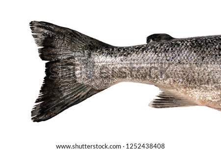 Salmon. Fresh fish tail close up on white background. Whole fish, Fish shop.