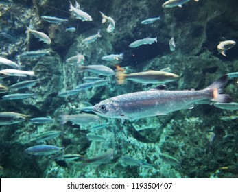 Salmon In The Huge Water Tank. Hokkaido, Japan.