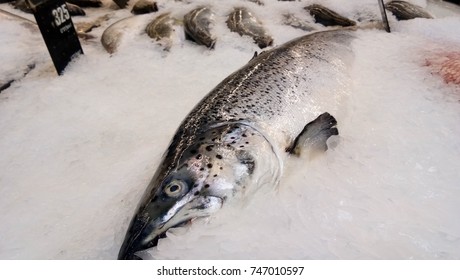 Salmon in the ice