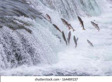 Salmon Jumping Up the Brooks Falls at Katmai National Park, Alaska