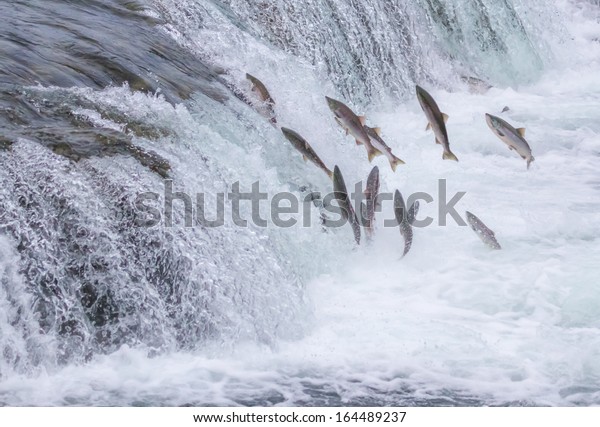 Salmon Jumping Up the Brooks Falls at Katmai\
National Park, Alaska