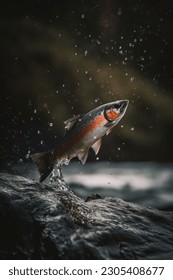 salmon jumping in the river