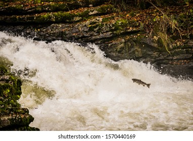 Salmon Jumping In The River Kent The Lake District Uk 