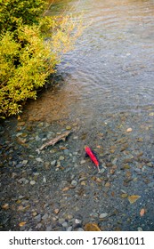 Salmon Koi Swimming Upstream Alaska AK American Road Trip Sightseeing Nature - Prince William Sound - Whittier - Seward Area - Salmon Fishing Towns And Cruise Launching Spots 