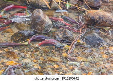 Salmon Migration In Lake Tahoe At Nevada, USA