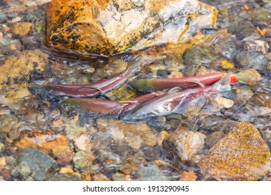 Salmon Migration In Lake Tahoe At Nevada, USA