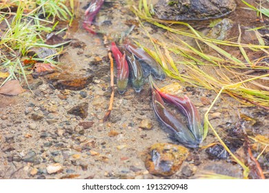 Salmon Migration In Lake Tahoe At Nevada, USA