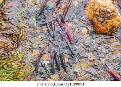 Salmon Migration In Lake Tahoe At Nevada, USA