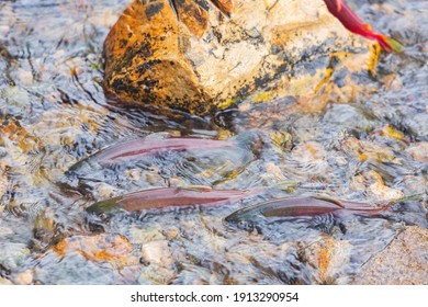 Salmon Migration In Lake Tahoe At Nevada, USA