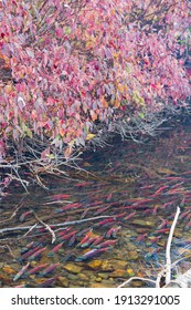 Salmon Migration In Lake Tahoe At Nevada, USA