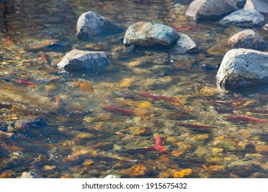 Salmon Migration In Lake Tahoe At Nevada, USA