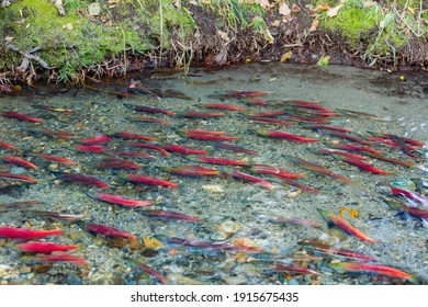 Salmon Migration In Lake Tahoe At Nevada, USA