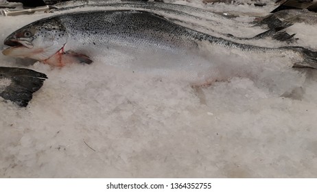 Salmon Are Native To Tributaries Of The North Atlantic And Pacific Ocean.