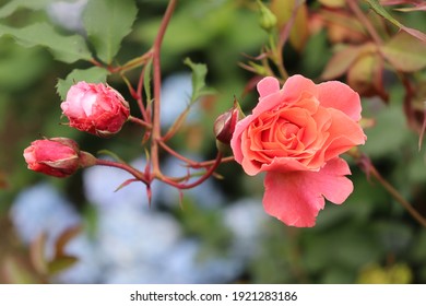 Salmon and pink color Large Flowered Climber Rose Alibaba flowers in a garden in July 2020. Idea for postcards, greetings, invitations, posters, wedding and Birthday decoration, background