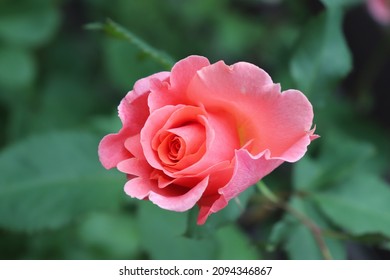 Salmon and pink color Large Flowered Climber Rose Alibaba flowers in a garden in June 2021. Idea for postcards, greetings, invitations, posters, wedding and Birthday decoration, background 