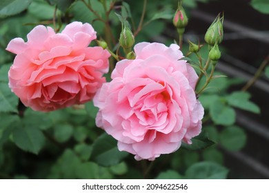 Salmon Pink Color Large Flowered Climber Stock Photo 2094622546 ...