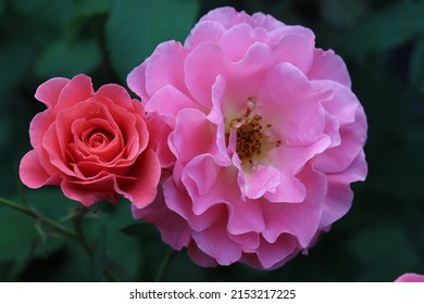 Salmon and pink color Large Flowered Climber Rose Alibaba flower in a garden in July 2021. Idea for postcards, greetings, invitations, posters, wedding and Birthday decoration, background 