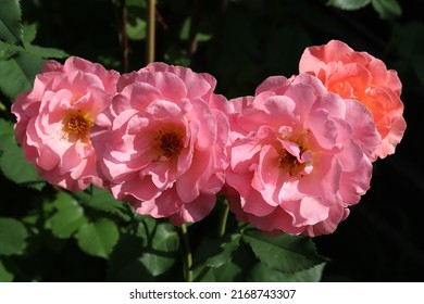 Salmon and pink color Large Flowered Climber Rose Alibaba flowers in a garden in July 2021. Idea for postcards, greetings, invitations, posters, wedding and Birthday decoration, background 