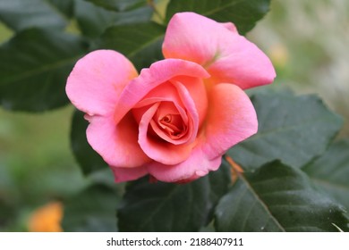Salmon and pink color Large Flowered Climber Rose Alibaba flowers in a garden in July 2021