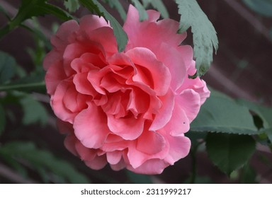 Salmon and pink color Large Flowered Climber Rose Alibaba flowers in a garden in July 2022