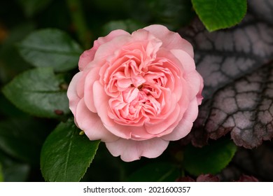 salmon Pink rose flower bloom in summer cottage garden - Shutterstock ID 2021600357