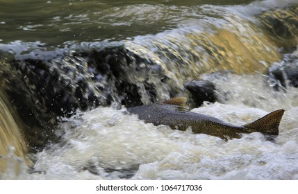 salmon river fishing