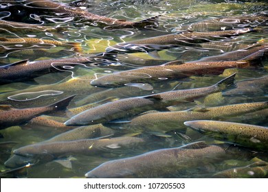 Salmon Run