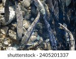salmon run is the time when salmon, which have migrated from the ocean