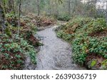 Salmon spawning streams in the Thacker Regional Park in Hope, British Columbia, Canada