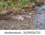 Salmon spawning streams in the Thacker Regional Park in Hope, British Columbia, Canada