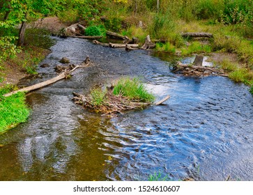 Salmon Stream In Issaquah Washington