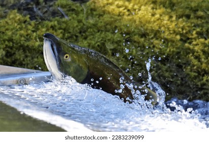 salmon swimming during spawning time - Shutterstock ID 2283239099